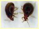 Loricula pilosella  quasi 2 mm. - (14).JPG