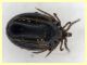 Ixodidae 2,5 mm. - (29).JPG