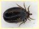 Ixodidae 2,5 mm. - (36).JPG