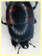 Hister quadrimaculatus - 13 mm. con fauci (8).JPG