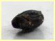 prob. Steganacarus anomalus 1 mm. - (5).JPG