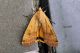 noctua cf. pronuba 01-2.jpg