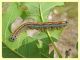 Malacosoma neustria e pianta ospite - (2).JPG