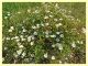 Saturnia sp. su Cistus sp. - (4).JPG