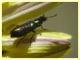 Dasytes plumbeus - (9).JPG