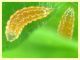 Aphidoletes aphidimyza 2 mm. con afidi su Euphorbia peplus - (1).JPG