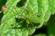 DSC_5966_cropped_cmp.jpg