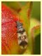 Macroplax fasciata su Cisto - (2).JPG