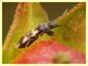 Macroplax fasciata su Cisto - (15).JPG