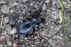 Carabus-violaceus-20250525-083-DPPROGf.jpg