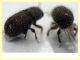 Hypoborus ficus circa 1,3 mm. -  27.5.2025 - (22).JPG
