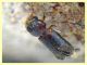 Scobicia sp. quasi 4 mm. - 1.6.2025 - (2).JPG