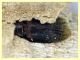 Scobicia sp. quasi 4 mm. - 1.6.2025 - (5).JPG