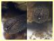 Scobicia sp. quasi 4 mm. - 1.6.2025 - (3).JPG