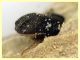 Scobicia sp. quasi 4 mm. - 1.6.2025 - (8).jpg