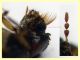 Scobicia sp. quasi 4 mm. - 1.6.2025 - (9).JPG