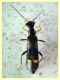 Malthinus balteatus - 9.6.2025 - (2).JPG