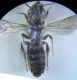 Hoplitis0004 A.JPG