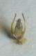 Hoplitis0005 A.JPG