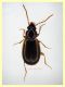 Trechus sp. circa 3,8 mm. - 11.6.2025 trappola aceto (5).JPG