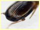 Trechus sp. circa 3,8 mm. - 11.6.2025 trappola aceto (3).JPG