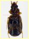 Trechus sp. circa 3,8 mm. - 11.6.2025 trappola aceto (4).JPG