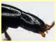 Quedius molochinus - 11 mm. - trappola aceto - 11.6.2025 - (7).JPG