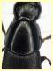 Quedius molochinus - 11 mm. - trappola aceto - 11.6.2025 - (4).JPG