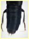 Quedius molochinus - 11 mm. - trappola aceto - 11.6.2025 - (2).JPG