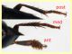 Quedius molochinus - 11 mm. - trappola aceto - 11.6.2025 - (9).jpg