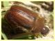 prob Geotrogus sp. - (3).JPG