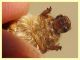 prob Geotrogus sp. - (6).JPG