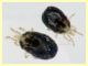 Ornithonyssus sp. su Passer sp. - dai 0,5 ai 0,7 mm. -  (2).JPG