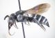Aglaoapis tridentata 02 FEI.jpg