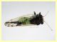 Cacopsylla pulchella - 10.6.2025 - (10).JPG