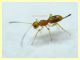 prob. Braconidae - 1 mm. - 24.6.2025 - (73).JPG