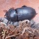 dorcus.jpg
