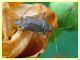 prob. Closterotomus annulus - 10.6.2025 - (40).JPG