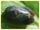Penthimia nigra - 9.6.2025 - (46).JPG