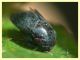 Penthimia nigra - 9.6.2025 - (42).JPG