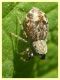 Ballus chalybeius - 10.6.2025 - (29).JPG