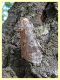 Cossus cossus - (10).JPG