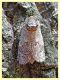 Cossus cossus - (41).JPG