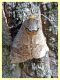 Cossus cossus - (53).JPG