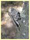 Cossus cossus - (38).JPG