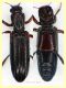 Ogmoderes angusticollis 4,5 e 5 mm. - 10.7.2025 - (70).JPG