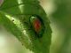 Chrysolina_herbacea_Lago_di_Canterno_27-VIII-2010.jpg