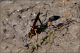 Sceliphron-sp-20250716-001-DPPOGf.jpg