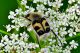 DSC_8414_cmp.jpg