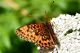 DSC_8378_cmp.jpg